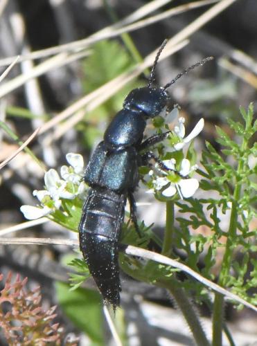 Ocypus ophthalmicus